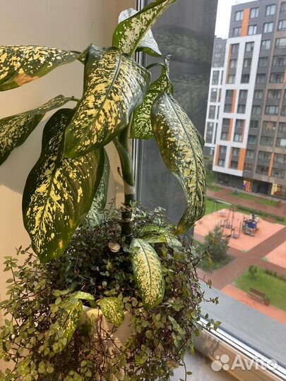 Комнатные цветы