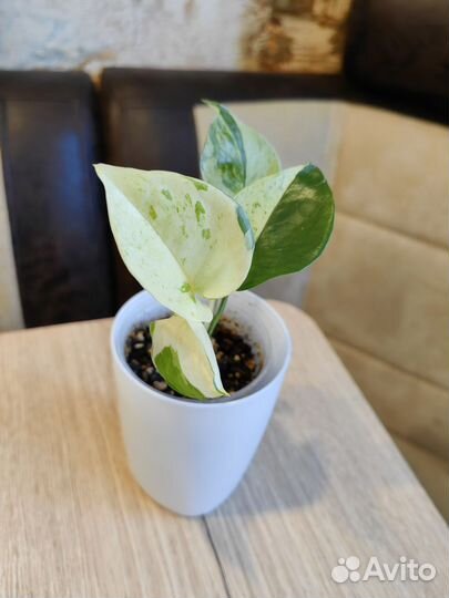 712. Комнатные растения