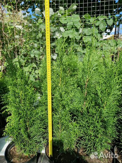 Туя Западная Смарагд