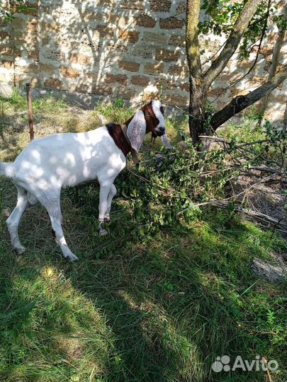 Козёл Камори