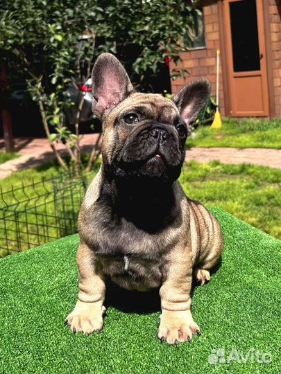 Французский бульдог щенки