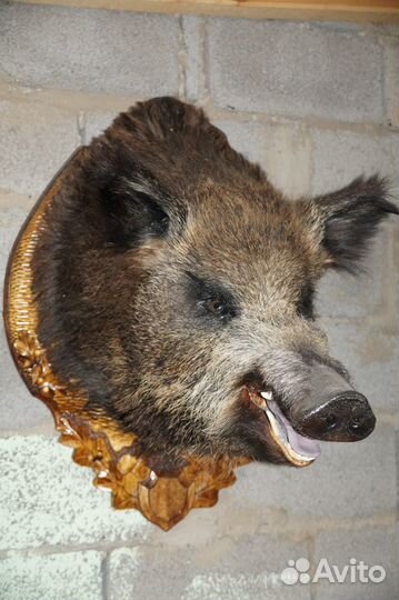 Чучела на медольене