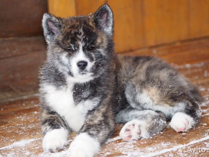 Акита тигровые и рыжие