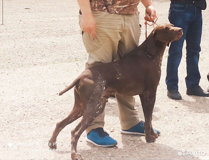 Кобель для вязки