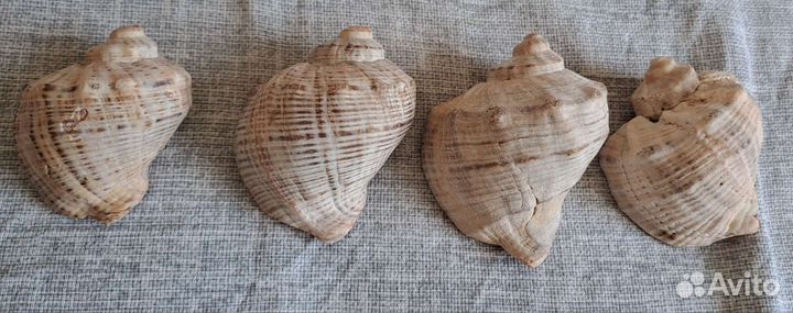 Ракушка сувенир