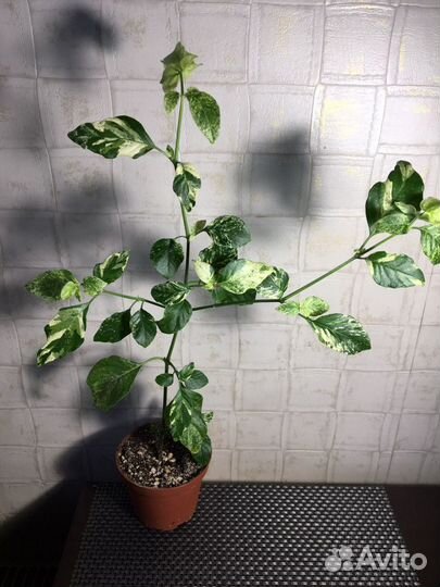 Белопероне вариегата