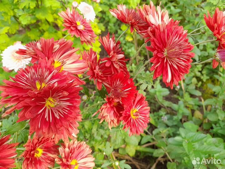 Хризантемы