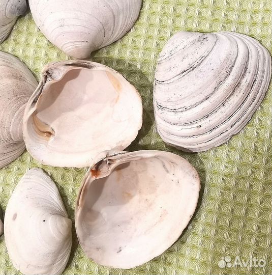Ракушки
