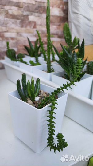 Кактусы и суккуленты