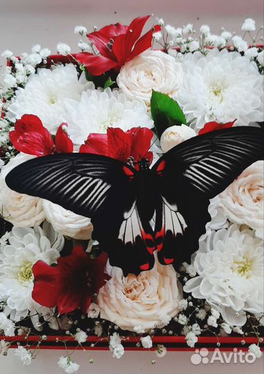 Живые тропические бабочки в Иркутске