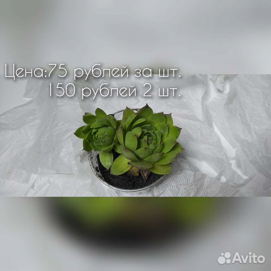 Суккуленты Молодило, Каменная роза