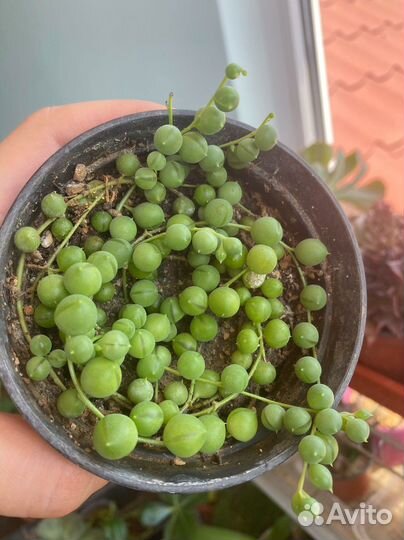 Крестовник Роули зелёный, вариегатный, Херре