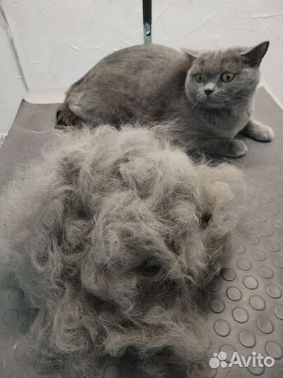 Груминг собак и кошек