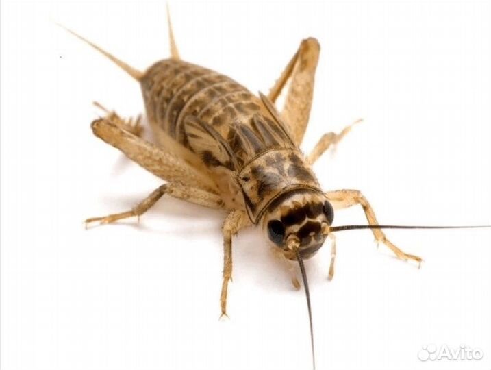 Кормовые насекомые для рептилий и стрижей