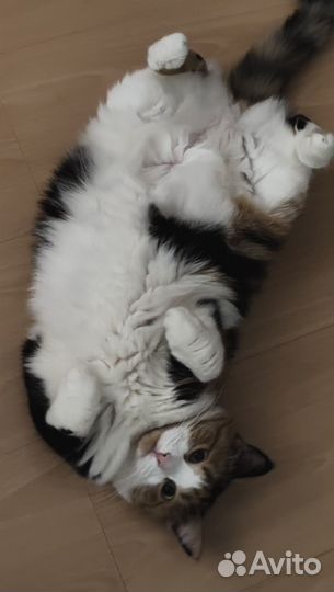Домашние кошки