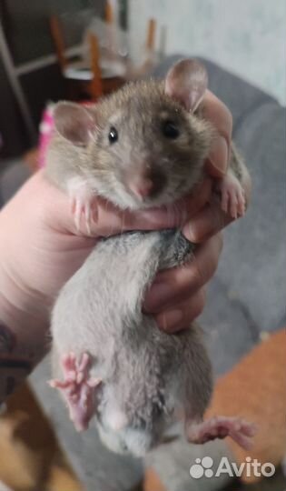 Отдам крысят бесплатно
