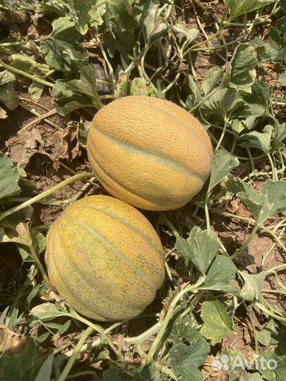 Семена дыни Эфиопка