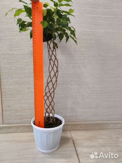 Фикус бенджамина