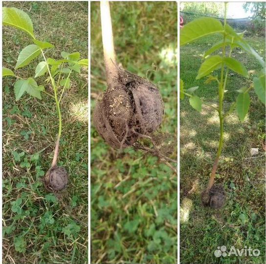 Грецкий орех саженцы