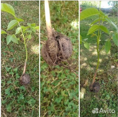 Грецкий орех саженцы