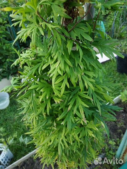 Многолетнее вьющееся растение