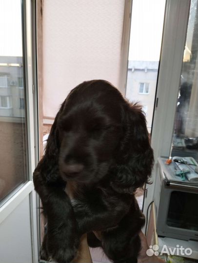 Собаки щенки