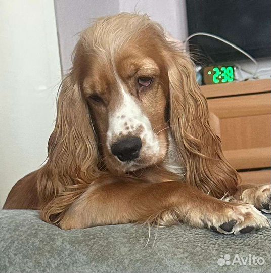 Кокер спаниель английский