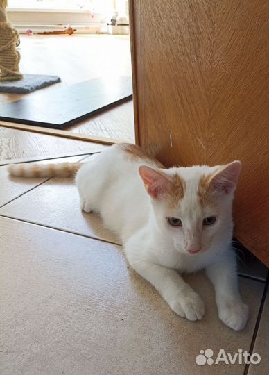 Котята бесплатно