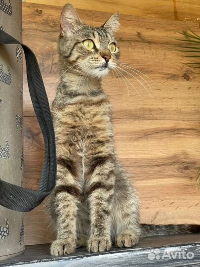 Кошка красавица в добрые руки