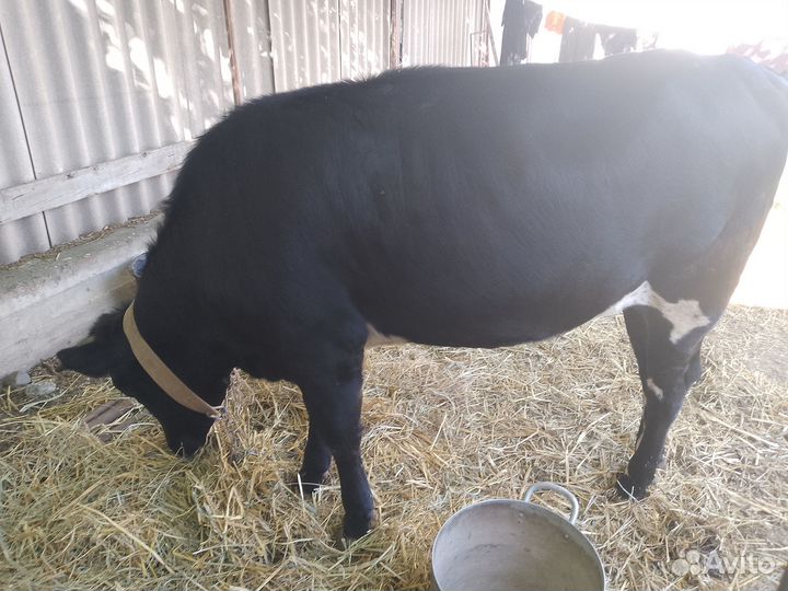 Продаëтся тëлка