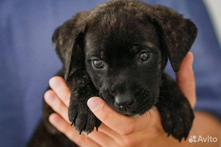 Щенок в добрые руки бесплатно