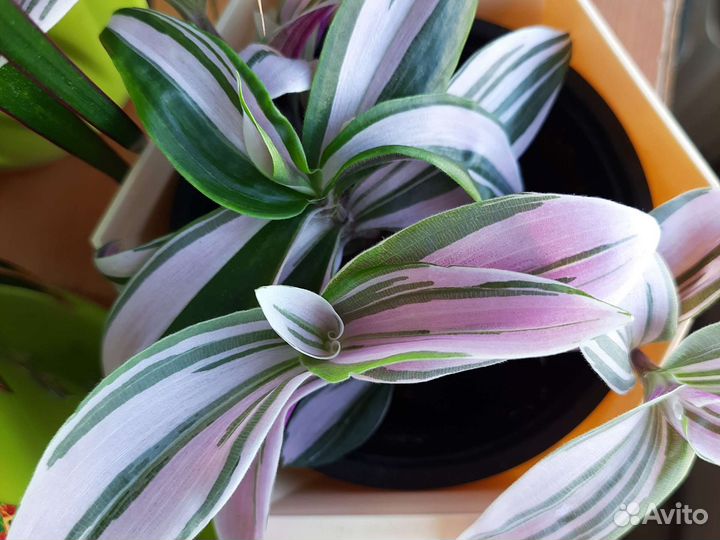 Молочай, педилантус, традесканция, фиалки