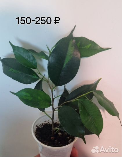 Фикусы разные