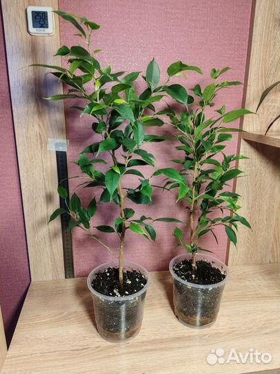 Фикус бенжамина