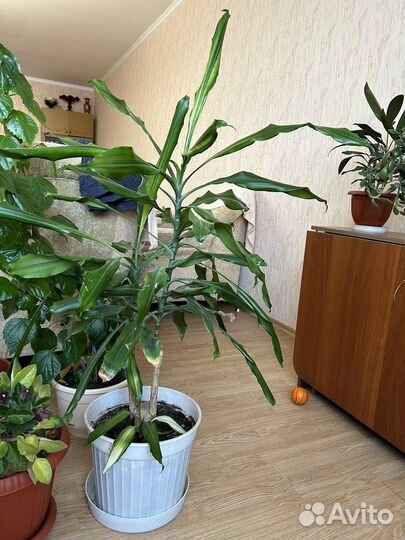 Драцена лемон лайм