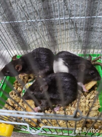 Крысята дамбо девочки
