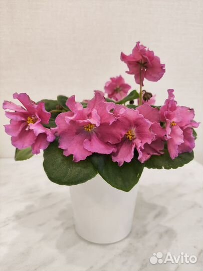 Фиалки сортовые