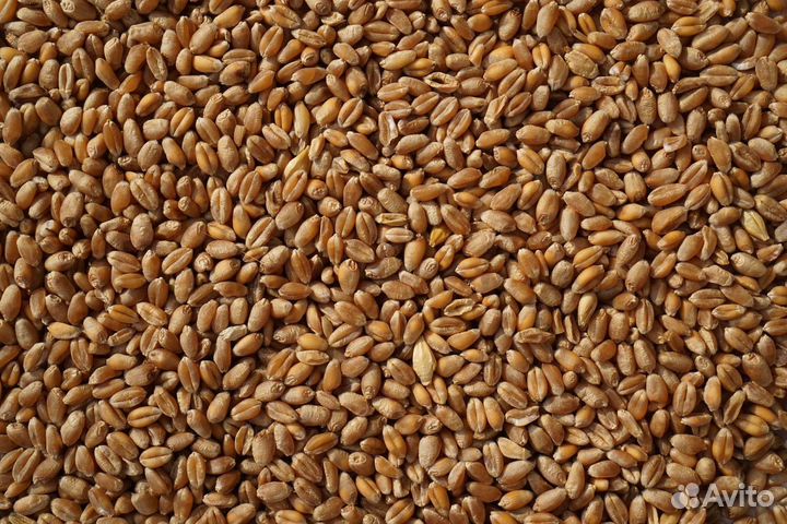 Зерно пшеницы