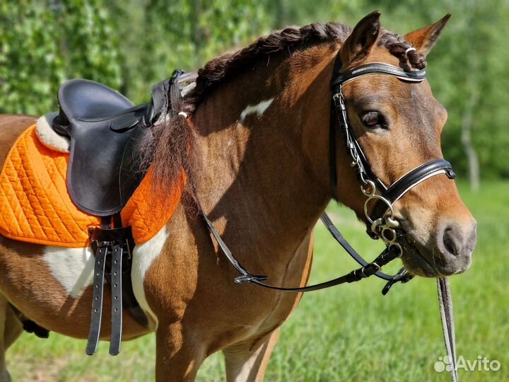 Аренда Пони на праздник, фотосессии