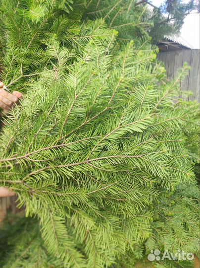 Пихтовые веники