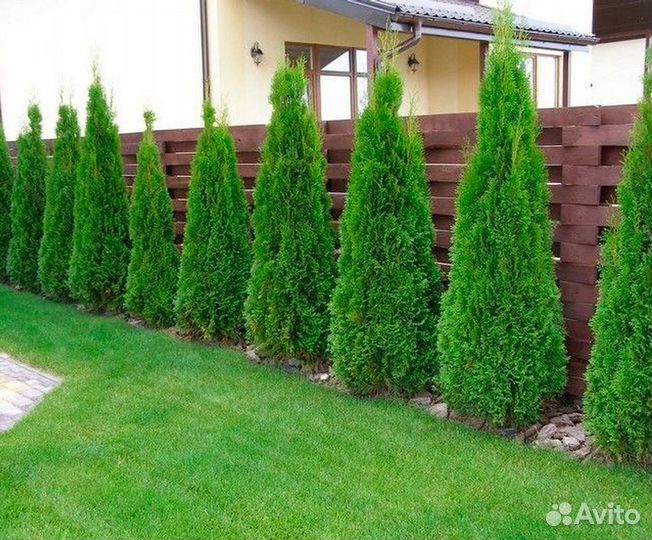 Туя Смарагд высотой 1.6-1.7
