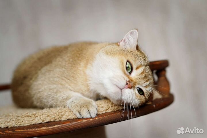 Шотландская золотая Девочка