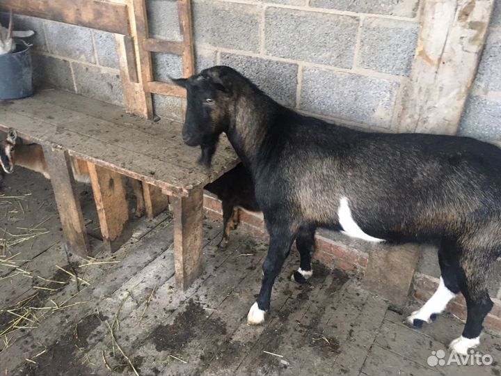 Козел на вязку