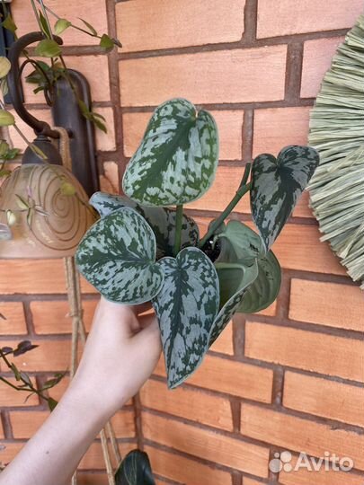 Сциндапсусы и эпипремнумы