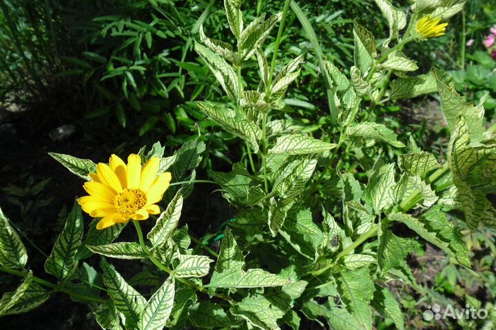 Многолетники