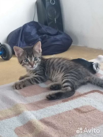 Кошки бесплатно