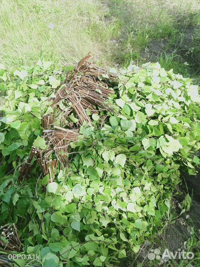 Березовые веники