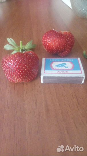 Усы клубники