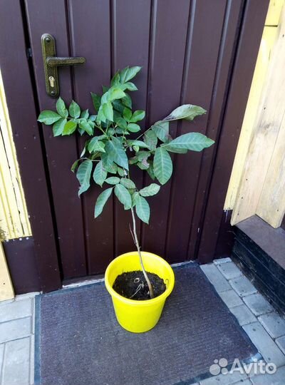 Грецкий орех саженцы