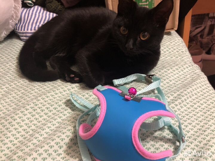 Поводок для котенка или кошки